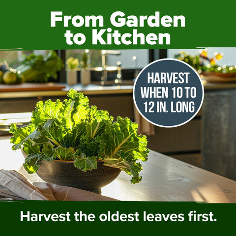 Georgia Southern Collard Seeds - 600 Seeds (2-Pack) - Heirloom Greens
