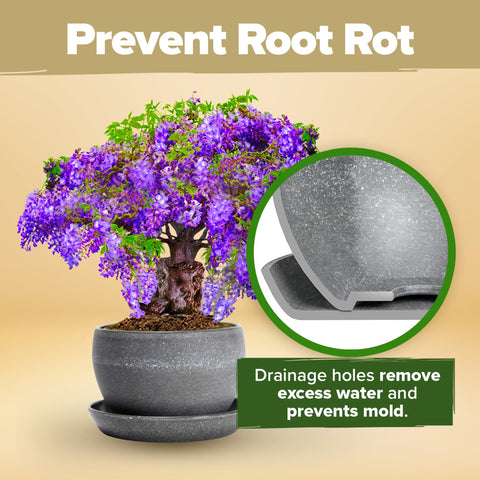 Deluxe Bonsai Tree Kit