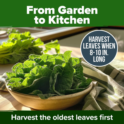 Vates Collard Seeds - 300 Seeds - Cold-Hardy Heirloom