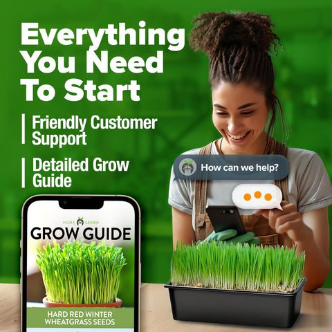 Hard Red Winter Wheatgrass Seeds - 1.5 lb (~12,000 Seeds)