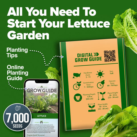 Parris Island Romaine Lettuce Seeds - 7,000 Seeds (2-Pack)