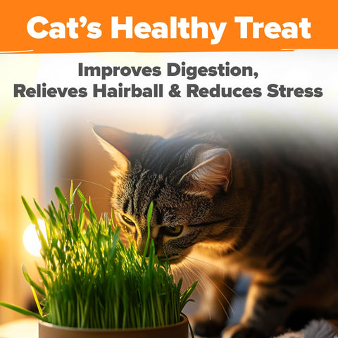 Cat Grass Seed Pack - 4 Varieties - USA-Harvested