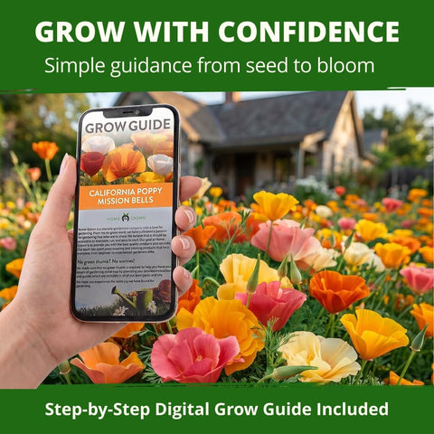 Mission Bells California Poppy Seeds - 6,000 Seeds (9g) - Drought-Tolerant