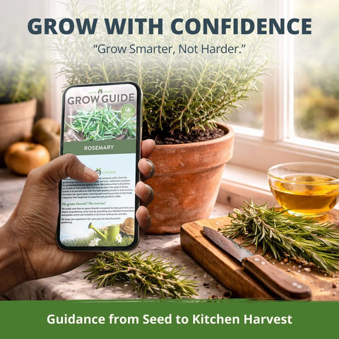 Rosemary Seeds - 150 Seeds - Classic Perennial Herb