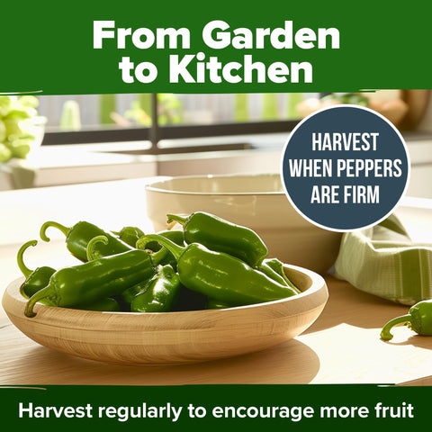 Jalapeño Pepper Seeds - 129 Seeds - Classic Heirloom Heat