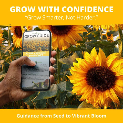 Mammoth Sunflower Seeds - 520 Seeds - Grows Up to 12 ft Tall