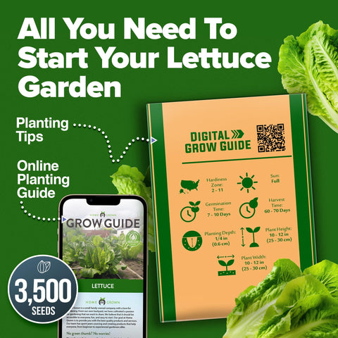Parris Island Romaine Lettuce Seeds - 3,500 Seeds - Crisp Heirloom