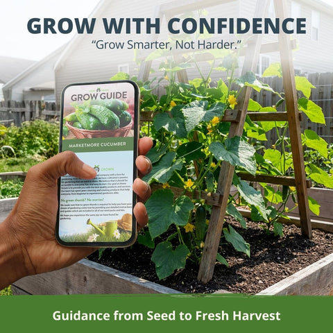 Organic Marketmore Cucumber Seeds - 200 Seeds - Crisp Heirloom Slicer