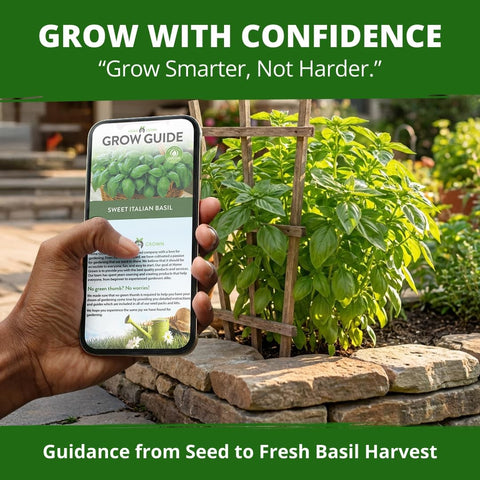 Sweet Italian Basil Seeds - 712 Seeds (2.5g) - Large-Leaf Heirloom