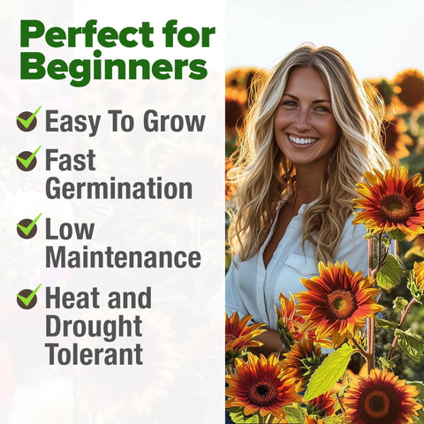 Autumn Beauty Sunflower Seeds - 40 Seeds - Multi-Color Blooms