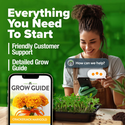 Crackerjack Marigold Seeds - 5,600 Seeds - Tall Orange & Gold Blooms
