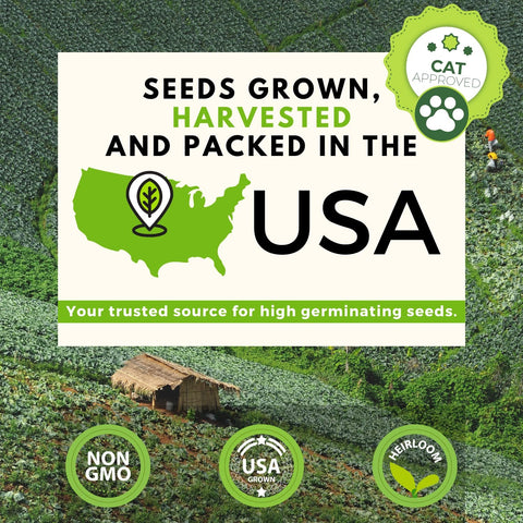 Cat Herb Seed Pack - 5 Varieties (2,100+ Seeds) - Digestive Support