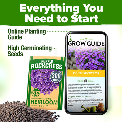 Aubrieta Rock Cress Seeds - 300 Seeds - Purple Perennial Ground Cover