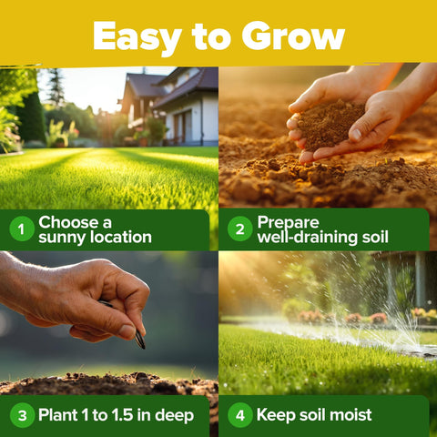Sunflower Seeds - (8 Variety)