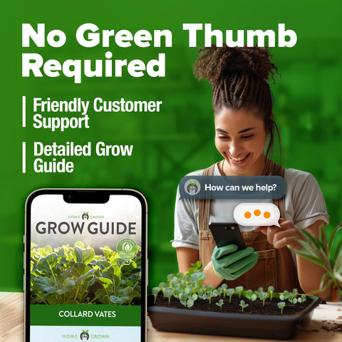 Vates Collard Seeds - 300 Seeds - Cold-Hardy Heirloom