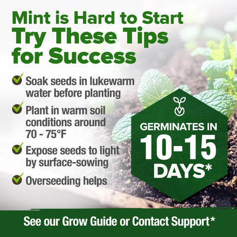 Common Mint Seeds - 2 Packs of 1,800 - Fast-Growing Hardy Herb