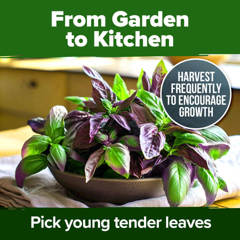 Thai Basil Seeds - 876 Seeds (2-Pack) - Aromatic Heirloom