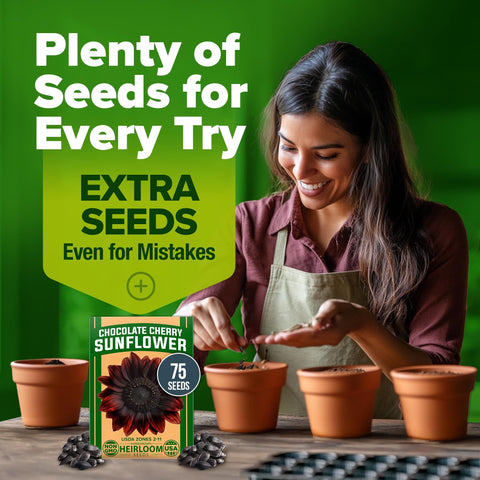 Chocolate Cherry Sunflower Seeds - 75 Seeds - Deep Burgundy Blooms