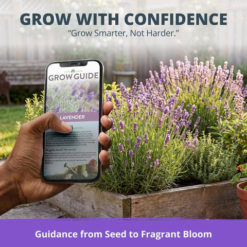English Lavender Seeds - 1,500 Seeds - Fragrant Perennial
