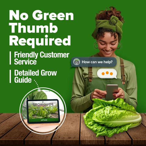 Parris Island Romaine Lettuce Seeds - 7,000 Seeds (2-Pack)