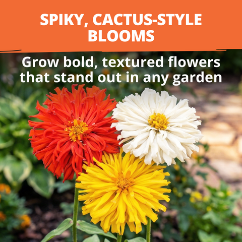 HOME GROWN Zinnia Cactus Mix Seeds – 650 Seeds for Spring 2026, Large Bloom Zinnia elegans, Easy Grow Garden & Cut Flowers