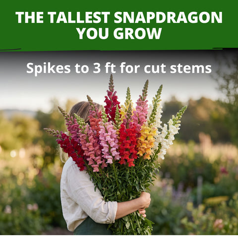 HOME GROWN Maximum Giant Snapdragon 10,000 Seeds, Antirrhinum majus, Heirloom Non-GMO, Tall Mixed-Color Flower Spikes, Cut Flower (Copy)