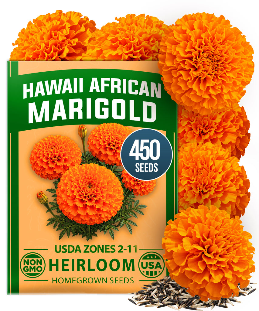 HOME GROWN Hawaii African Marigold 450 Seeds, Tagetes erecta, Heirloom Non-GMO, Deep Orange Double Globe Blooms, 3–4 in.