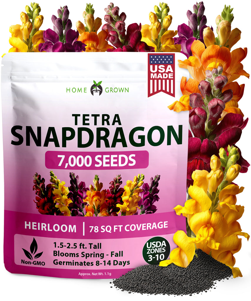 HOME GROWN Snapdragon ‘Tetra’ Seeds – 7000 (1.1g), Tall Mixed Colors, Antirrhinum majus, Outdoor Flower Seeds for Cottage Gardens & Beds