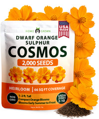 HOME GROWN Dwarf Orange Sulphur Cosmos Seeds (Cosmos sulphureus) – 2,000 Heirloom Non-GMO Flower Seeds (15g), Compact Orange & Yellow Blooms, Heat & Drought Tolerant, Pollinator-Friendly for Spring 2026 Planting
