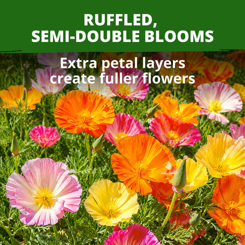 California Poppy Seeds (Eschscholzia Californica) Ballerina Mix - 10,000 Non-GMO Heirloom Seeds, Orange Pink Red Rose & Cream, Drought-Tolerant