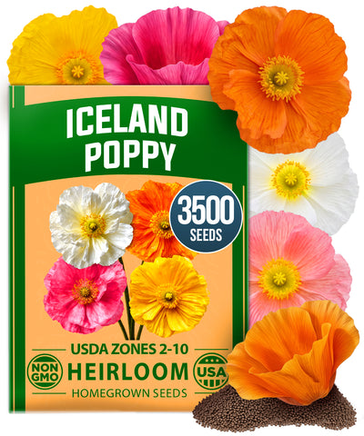 HOME GROWN Iceland Poppy Seeds – 3500 Seeds (0.60g), Spring 2026, Papaver nudicaule, Perennial Flower Seeds for Planting Outdoors
