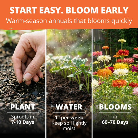 HOME GROWN Zinnia Cactus Mix Seeds – 650 Seeds for Spring 2026, Large Bloom Zinnia elegans, Easy Grow Garden & Cut Flowers