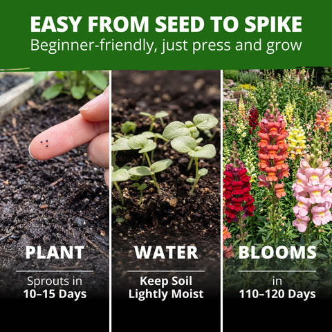 HOME GROWN Maximum Giant Snapdragon 10,000 Seeds, Antirrhinum majus, Heirloom Non-GMO, Tall Mixed-Color Flower Spikes, Cut Flower (Copy)
