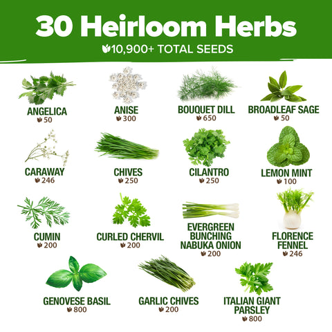 Culinary Herb Seed Vault - (30 Variety)