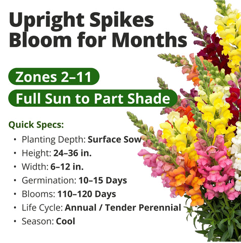 HOME GROWN Maximum Giant Snapdragon 10,000 Seeds, Antirrhinum majus, Heirloom Non-GMO, Tall Mixed-Color Flower Spikes, Cut Flower (Copy)