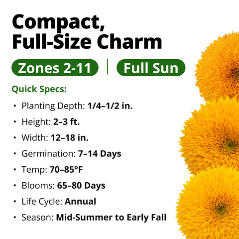 HOME GROWN Dwarf Teddy Bear Sunflower 200 Seeds, Helianthus annuus, Sungold Variety, Heirloom Non-GMO, Double Golden Blooms (Copy)