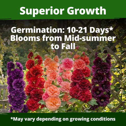 HOME GROWN Hollyhock Chaters Double Mix 2400 Seeds (0.5g) – Alcea rosea Flower Seeds for Planting Spring 2026, Double Hollyh…