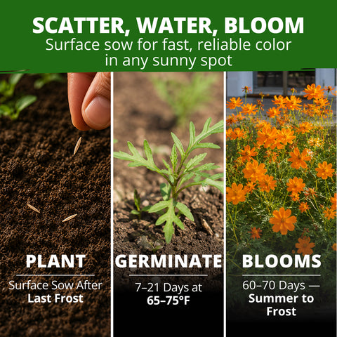HOME GROWN Dwarf Orange Sulphur Cosmos Seeds (Cosmos sulphureus) – 2,000 Heirloom Non-GMO Flower Seeds (15g), Compact Orange & Yellow Blooms, Heat & Drought Tolerant, Pollinator-Friendly for Spring 2026 Planting