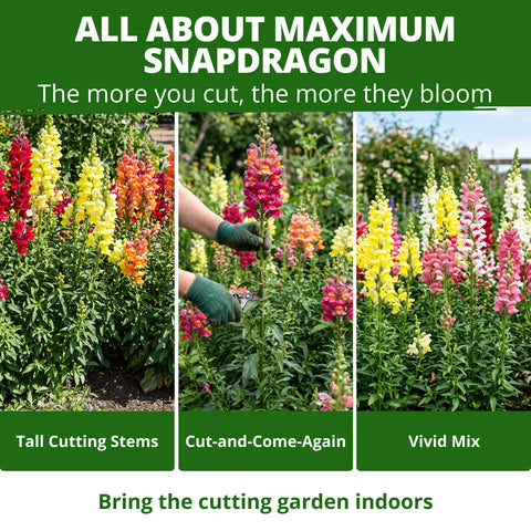 HOME GROWN Maximum Giant Snapdragon 10,000 Seeds, Antirrhinum majus, Heirloom Non-GMO, Tall Mixed-Color Flower Spikes, Cut Flower (Copy)
