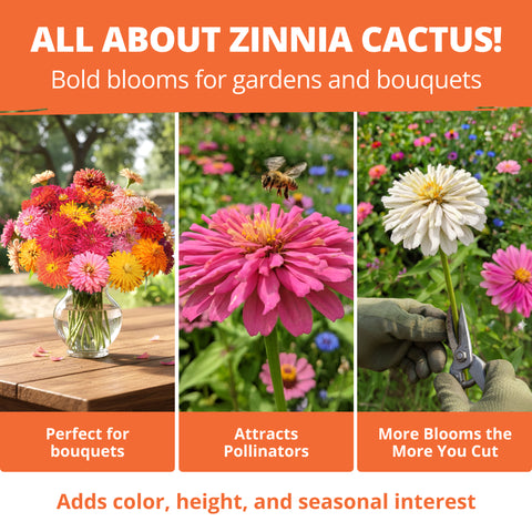 HOME GROWN Zinnia Cactus Mix Seeds – 650 Seeds for Spring 2026, Large Bloom Zinnia elegans, Easy Grow Garden & Cut Flowers