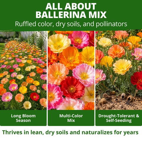 California Poppy Seeds (Eschscholzia Californica) Ballerina Mix - 10,000 Non-GMO Heirloom Seeds, Orange Pink Red Rose & Cream, Drought-Tolerant