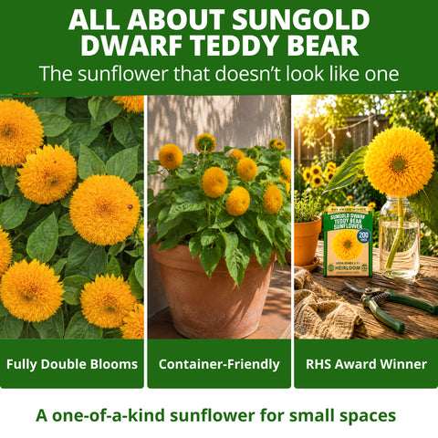 HOME GROWN Dwarf Teddy Bear Sunflower 200 Seeds, Helianthus annuus, Sungold Variety, Heirloom Non-GMO, Double Golden Blooms (Copy)