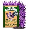 English Lavender Seeds- (1,500+ Non-GMO Heirloom Seeds)