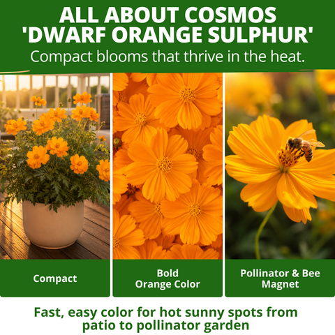 HOME GROWN Dwarf Orange Sulphur Cosmos Seeds (Cosmos sulphureus) – 2,000 Heirloom Non-GMO Flower Seeds (15g), Compact Orange & Yellow Blooms, Heat & Drought Tolerant, Pollinator-Friendly for Spring 2026 Planting