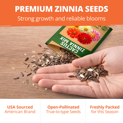 HOME GROWN Zinnia Cactus Mix Seeds – 650 Seeds for Spring 2026, Large Bloom Zinnia elegans, Easy Grow Garden & Cut Flowers