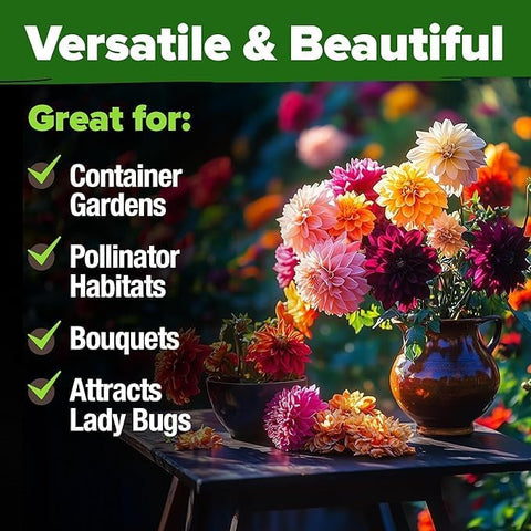 Zinnia Dahlia Seeds (1048 Count) – Premium High-Germination Flower Seeds for Vibrant Blooms, Cut Flowers & Summer Gardens