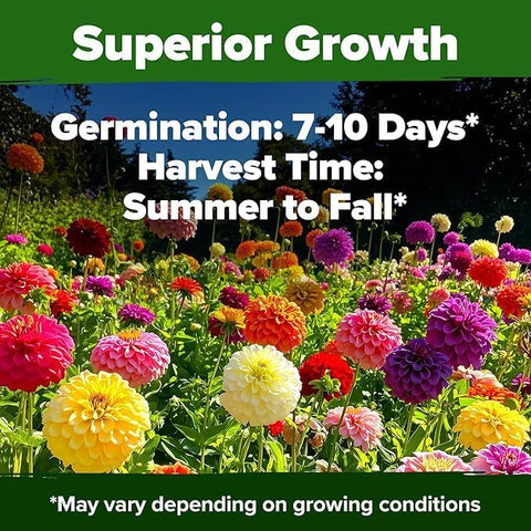 Zinnia Dahlia Seeds (1048 Count) – Premium High-Germination Flower Seeds for Vibrant Blooms, Cut Flowers & Summer Gardens