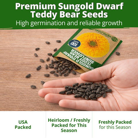 HOME GROWN Dwarf Teddy Bear Sunflower 200 Seeds, Helianthus annuus, Sungold Variety, Heirloom Non-GMO, Double Golden Blooms (Copy)