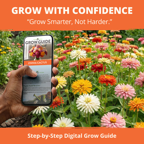 HOME GROWN Zinnia Cactus Mix Seeds – 650 Seeds for Spring 2026, Large Bloom Zinnia elegans, Easy Grow Garden & Cut Flowers