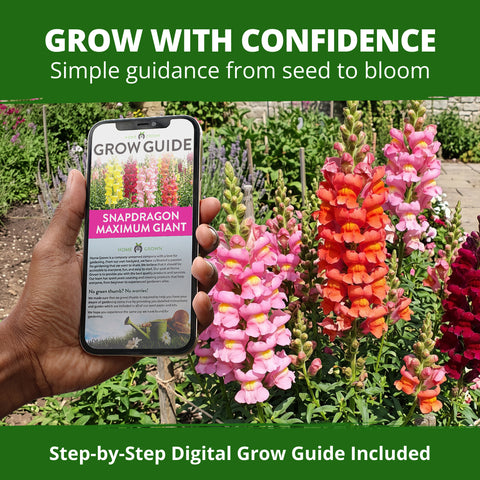 HOME GROWN Maximum Giant Snapdragon 10,000 Seeds, Antirrhinum majus, Heirloom Non-GMO, Tall Mixed-Color Flower Spikes, Cut Flower (Copy)